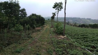 Hàng đầu tư 1,153m2 (30mx40m) sẵn 200m2 thổ cư gần hồ Phúc Thọ, Lâm Hà