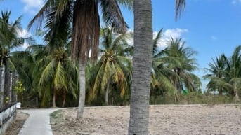 180tr đất vườn sẵn thổ cư cách SG chỉ 70km tại Tân Phú Đông,Tiền Giang