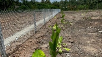 Bán 3,027m2 đất vườn dừa, gần sông, gần bến phà, giá chỉ 479tr/ công. 