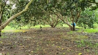 Bán đất trồng cây ăn quả tại Đồng Nai
