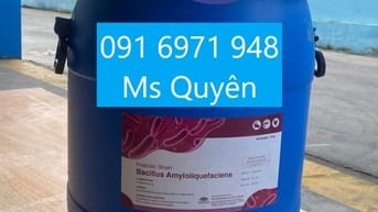Men vi sinh lợi khuẩn Bacillus Amyloliquefaciens giá sỉ