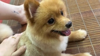 chó fox sóc vàng thuần chủng, mắt to tròn đen nháy