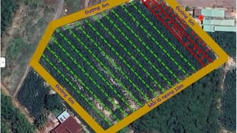 Bán trang trại khu nghỉ dưỡng tại Cầu Khởi, Dương Minh Châu, Tây Ninh,