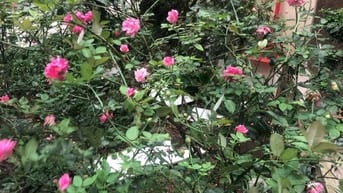 Cho Thuê Phòng Trọ Hồ Linh Đàm  - Hoàng Mai ,  KHu Quân đội