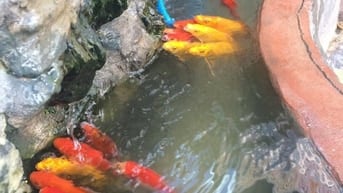 Bán nhà 3 lầu- 10 phòng-Mặt tiền- Rộng 9m-gần Nguyễn Ảnh Thủ ( nối dài