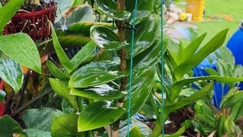 tuyển nữ chăm bà, tuổi từ 40 đến 50