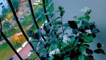 Bán nhà chung cư Gelaxia 885 Tam Trinh