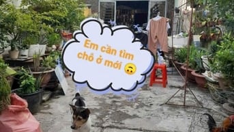✅Ngợp bank cần bán gấp Nhà Lý Đạo Thành. P16 , q8
