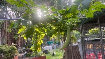Bán đất vườn, nhà vườn, Đa Phước, Bình Chánh