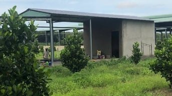 Đất Bình Dương 250m2 - 680 triệu sổ hồng trao tay