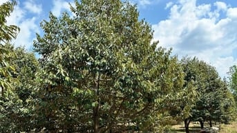 Cần bán vườn sầu riêng 500m2 giá 490tr mặt tiền đường nhựa 