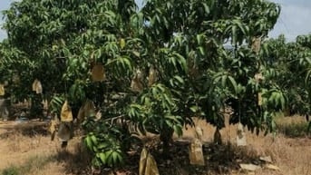 BÁN VƯỜN XOÀI ĐANG THU HOẠCH TẠI XÃ SÔNG BÌNH, BẮC BÌNH, BÌNH THUẬN