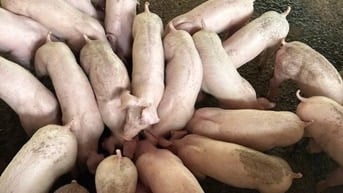 Bán heo giống nuôi vườn gia đình