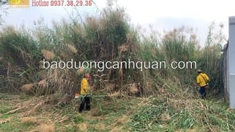 Dịch vụ cắt c.ỏ ở Đồng Nai, HCM giá rẻ trọn gói 