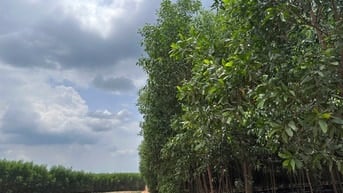 60Tr/1000m2 Định Quán, Thích hợp trồng sầu riêng, cây lâu năm....