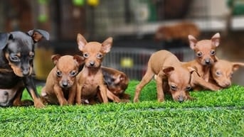 bán chó phốc hươu .......................
