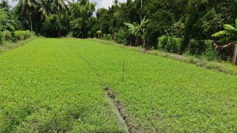Cho thuê đất trồng rau muống ở Bình Mỹ, Củ Chi