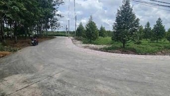 Nhà em có vườn sầu riêng năm 3 gần đến mùa thu hoạch muốn đi gấp