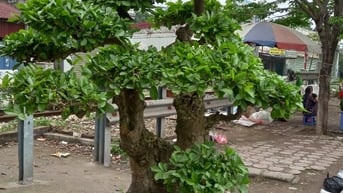Hàng Hiếm! Phân lô Hoàng Ngân- Đỗ Quang 88m2. 4.5 tầng. Mt5.8m