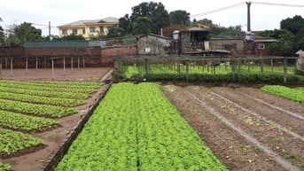 Bán Đất Nông Nghiệp Sài Sơn, Quốc Oai, Dt SĐ 200m2, MT 5m, Đường ô tô 