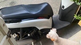 SH Nhập Ý 125 xe chính chủ đang đi cẩn bán 