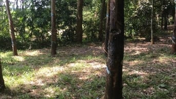 Chính chủ - Bán đất cao su mặt tiền đường kết nối DT 753 đi qua ngã tư