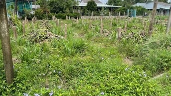 Bán 6x25 thỏ ngay chợ bình lãng mt nguyễn văn du