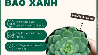 Sen Bánh Bao Xanh Mini 4-5 cm 