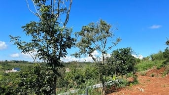 Bán 711m2 đất ven Đà Lạt, view toàn cảnh thị trấn, sẵn 244m2 ODT