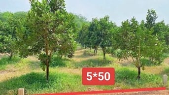 Vườn mít sẵn thổ cư ngay trung tâm xã 385tr