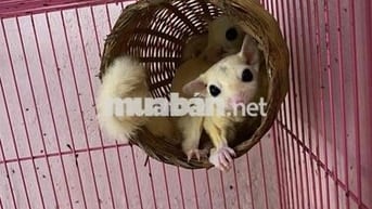 cập sóc út ace có gl dream nào có giấy đi làm ko