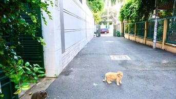 BÁN GẤP NHÀ  đường số 3, phường Bình An Quận 2
, DT 100M2- XD 3 LẦU -