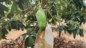BÁN VƯỜN XOÀI ĐANG THU HOẠCH TẠI XÃ SÔNG BÌNH, BẮC BÌNH, BÌNH THUẬN