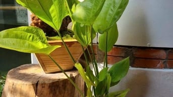bán căn hộ TT Vọng Hà, chỉ việc xách vali về ở