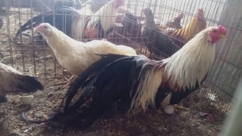 gà tre tân châu đuôi đẹp dài tại hà nội