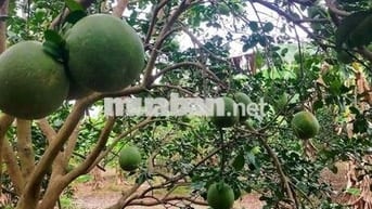 Chính chủ bán đất mặt tiền đường nhựa Xuân Hiệp - Lang Minh