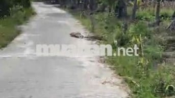 BÉ EM CẦN TIỀN BÁN LÔ GÓC NGHĨA KỲ 160m2 giá 350 triệu t