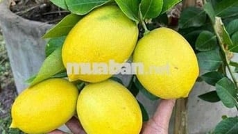 Bán đất vườn trái cây ngay ngã tư dầu giây giá 900 triệu 1 sào
