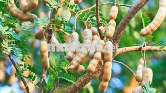 Bán Gấp Lô Đất Vườn Trái Cây Chính Chủ Tại Đồng Nai