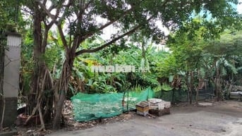 BÁN LÔ ĐẤT 239M2, NGANG 12m X 20m, HIỆP BÌNH CHÁNH, THỦ ĐỨC 15, X t.ỷ.