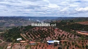 Vườn sầu riêng 1000m² 80mONT chỉ 760 triệu Đan Phượng Lâm Hà