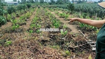 450m Đất Vườn Có Sẳn Cây Ăn Trái