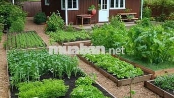 HẠ GIÁ BÁN LÔ ĐẤT THỔ + VƯỜN 10×54