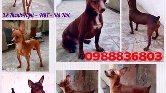 Nhận phối giống fox hươu thuần chủng. 0988836803
