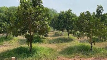 Cần bán gấp vườn mít 2300m2 ngang 60m đất Thành phố Hồ Chí Minh