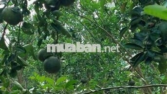 🌳 BÁN GẤP VƯỜN CAM SÀNH 18.468 CÔNG – VỊ TRÍ ĐẸP, GIÁ SIÊU HỜI 🌳