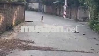 Chính Chủ Bán 7000m2 Đất Thổ Cư