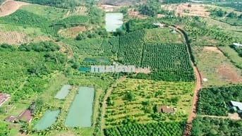 BÁN GẤP LÔ ĐẤT SÀO CÓ SẴN CAFE ĐANG THU HOẠCH