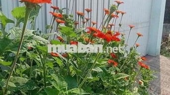 Bán nhà xã Quy Đức, Bình Chánh, Hồ Chí Minh