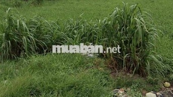 Đất Hóc Môn giá rẻ dt 96,5m2 giá 1ty1 full thổ
